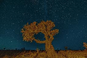 Populus euphratica Under Moonlight in Karamay