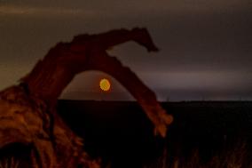 Populus euphratica Under Moonlight in Karamay