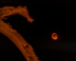 Populus euphratica Under Moonlight in Karamay