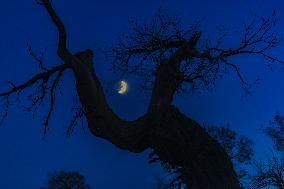 Populus euphratica Under Moonlight in Karamay