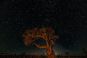 Populus euphratica Under Moonlight in Karamay