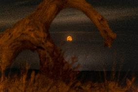 Populus euphratica Under Moonlight in Karamay