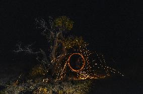 Populus euphratica Under Moonlight in Karamay