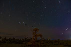 Populus euphratica Under Moonlight in Karamay