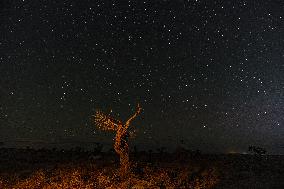 Populus euphratica Under Moonlight in Karamay