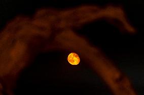 Populus euphratica Under Moonlight in Karamay