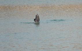 World's First Yangtze Finless Porpoise Chase Map