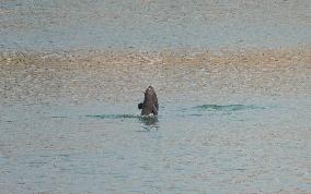 World's First Yangtze Finless Porpoise Chase Map