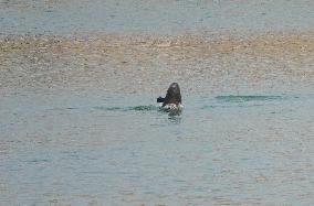 World's First Yangtze Finless Porpoise Chase Map