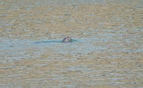 World's First Yangtze Finless Porpoise Chase Map