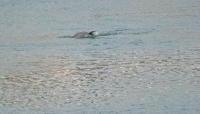 World's First Yangtze Finless Porpoise Chase Map