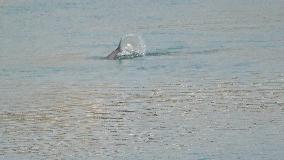 World's First Yangtze Finless Porpoise Chase Map