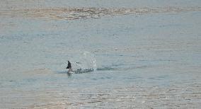 World's First Yangtze Finless Porpoise Chase Map