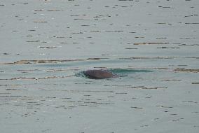 World's First Yangtze Finless Porpoise Chase Map