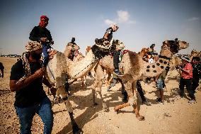 Israel-Bedouin Camel Racing