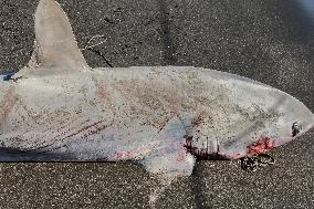 Torre Del Greco, Two Thresher Sharks Found Stranded On The Seashore