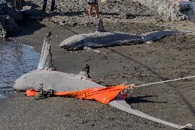 Torre Del Greco, Two Thresher Sharks Found Stranded On The Seashore