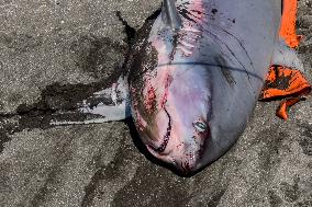 Torre Del Greco, Two Thresher Sharks Found Stranded On The Seashore