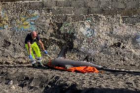 Torre Del Greco, Two Thresher Sharks Found Stranded On The Seashore