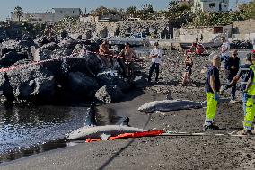 Torre Del Greco, Two Thresher Sharks Found Stranded On The Seashore