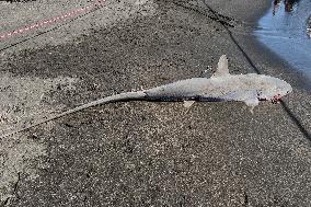 Torre Del Greco, Two Thresher Sharks Found Stranded On The Seashore