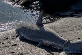 Torre Del Greco, Two Thresher Sharks Found Stranded On The Seashore