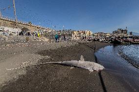 Torre Del Greco, Two Thresher Sharks Found Stranded On The Seashore