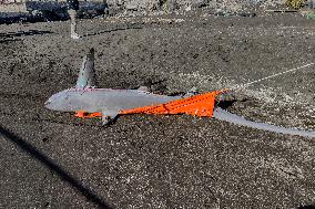 Torre Del Greco, Two Thresher Sharks Found Stranded On The Seashore