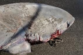 Torre Del Greco, Two Thresher Sharks Found Stranded On The Seashore