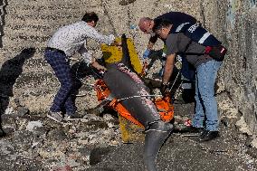 Torre Del Greco, Two Thresher Sharks Found Stranded On The Seashore