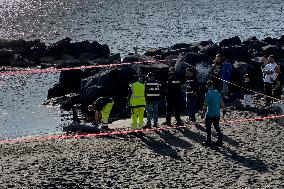 Torre Del Greco, Two Thresher Sharks Found Stranded On The Seashore