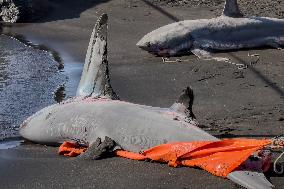 Torre Del Greco, Two Thresher Sharks Found Stranded On The Seashore