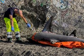 Torre Del Greco, Two Thresher Sharks Found Stranded On The Seashore