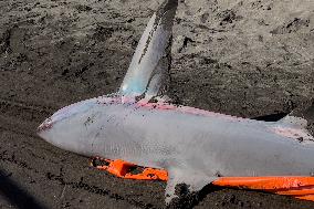 Torre Del Greco, Two Thresher Sharks Found Stranded On The Seashore