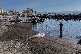 Torre Del Greco, Two Thresher Sharks Found Stranded On The Seashore