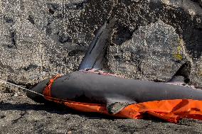 Torre Del Greco, Two Thresher Sharks Found Stranded On The Seashore