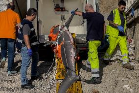 Torre Del Greco, Two Thresher Sharks Found Stranded On The Seashore