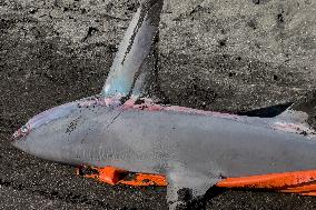 Torre Del Greco, Two Thresher Sharks Found Stranded On The Seashore