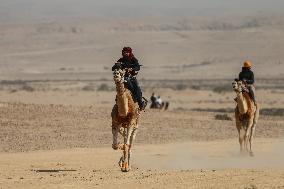 Israel-Bedouin Camel Racing