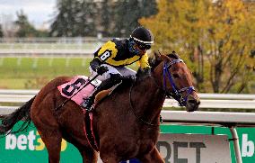 Thoroughbred Horse Racing At Woodbine Racetrack - November 1, 2024