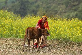 Nepal Worship Cow And Oxen On Fourth Day Of Tihar