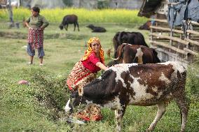 Nepal Worship Cow And Oxen On Fourth Day Of Tihar