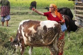 Nepal Worship Cow And Oxen On Fourth Day Of Tihar