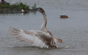 Rainham Marshes Nature Reserve