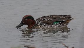 Rainham Marshes Nature Reserve