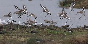 Rainham Marshes Nature Reserve