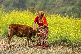 Nepal Worship Cow And Oxen On Fourth Day Of Tihar