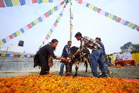 Nepal Worship Cow And Oxen On Fourth Day Of Tihar