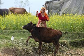 Nepal Worship Cow And Oxen On Fourth Day Of Tihar