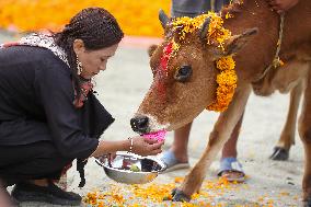 Nepal Worship Cow And Oxen On Fourth Day Of Tihar